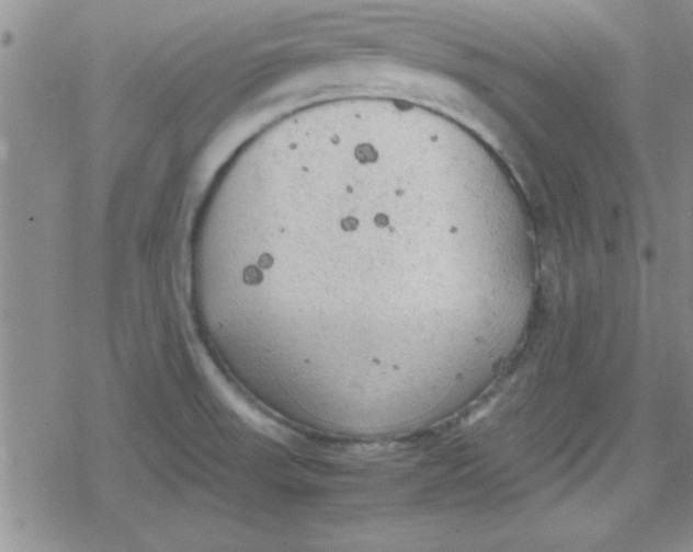 X0000079341523200612082011