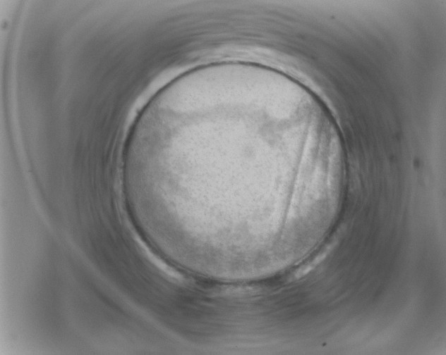 X0000079341525200612082011