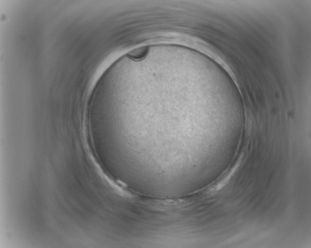 X0000079341533200612082011