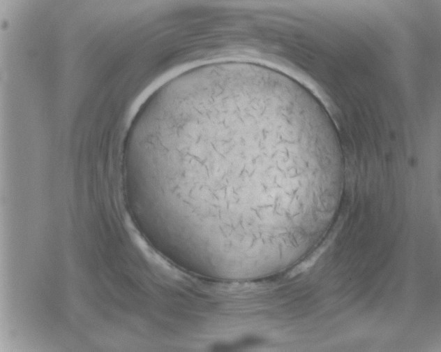 X0000079341534200612082011