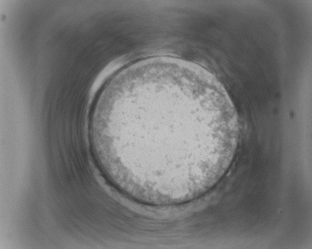 X0000079340006200612151919