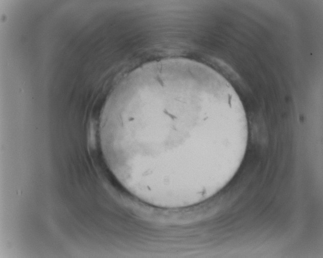 X0000079340026200612151919