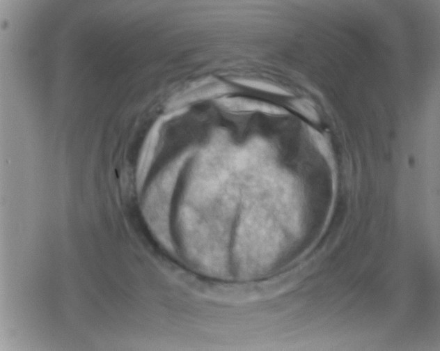 X0000079340029200612151919