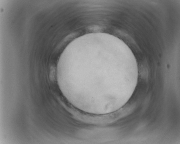 X0000079340036200612151919