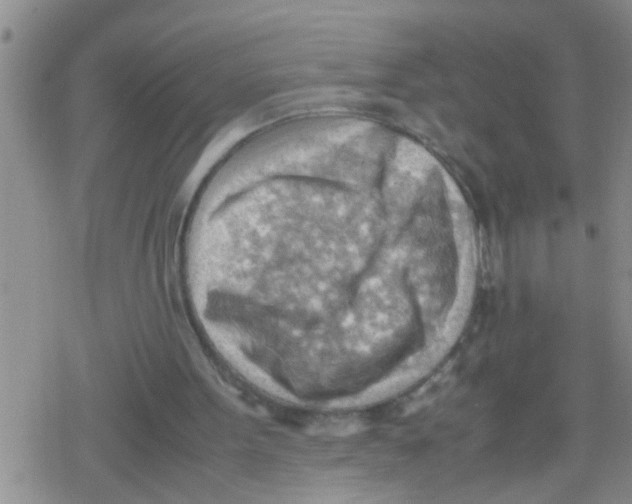 X0000079340099200612151918