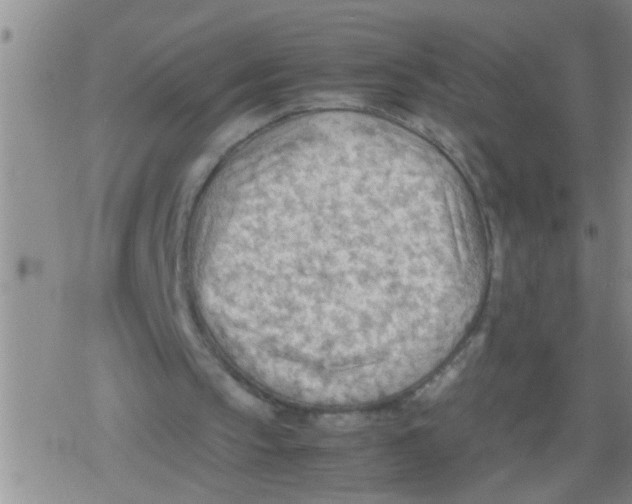 X0000079340145200612151916