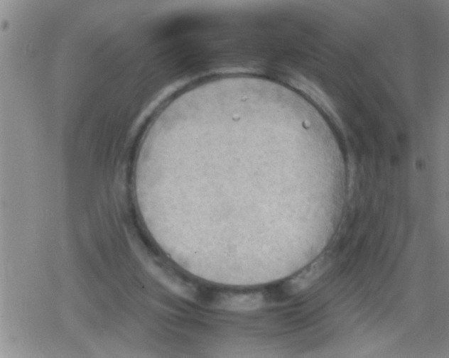 X0000079340155200612151916