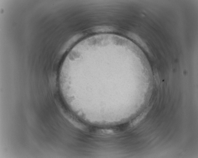 X0000079340159200612151916