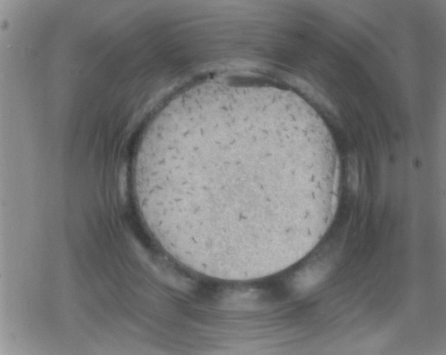 X0000079340206200612151916