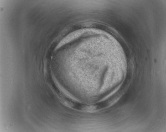 X0000079340217200612151916