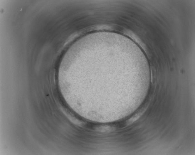 X0000079340253200612151915