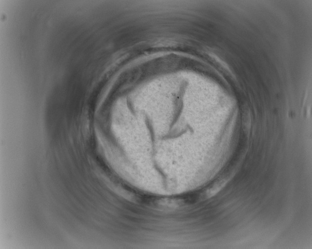 X0000079340261200612151915