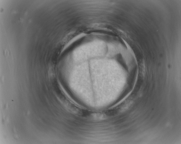 X0000079340272200612151915