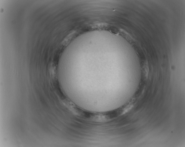 X0000079340276200612151915