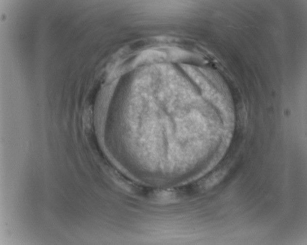 X0000079340325200612151914