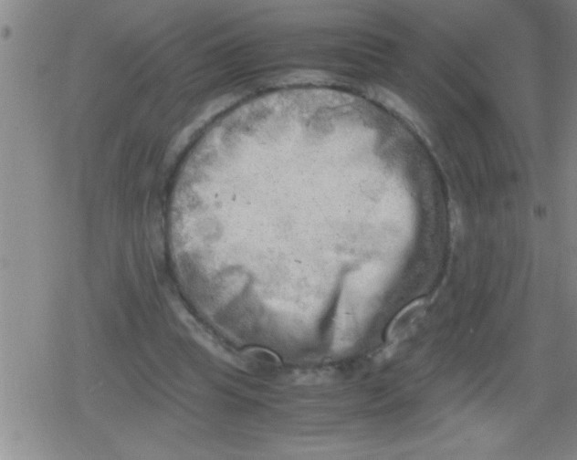 X0000079340345200612151913