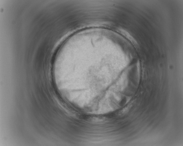 X0000079340346200612151913