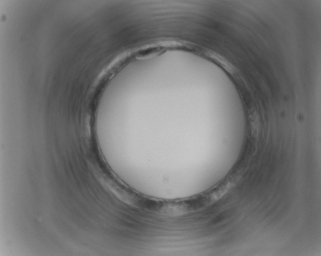 X0000079340350200612151913