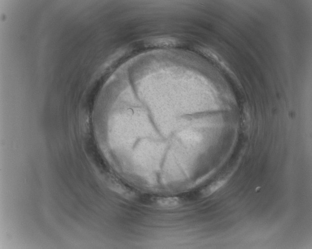 X0000079340355200612151913