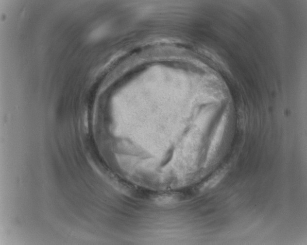 X0000079340358200612151913