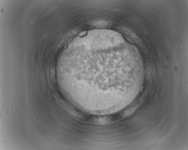 X0000079340365200612151914