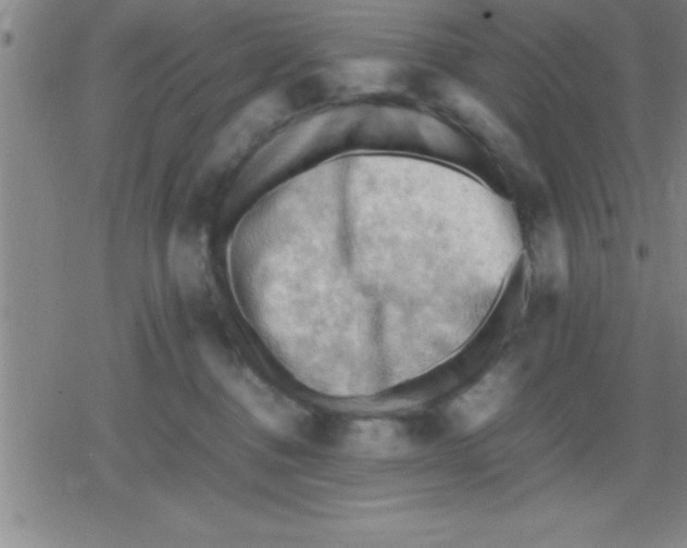 X0000079340376200612151914