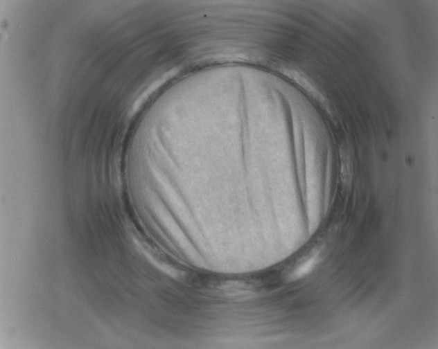 X0000079340390200612151913