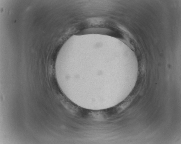 X0000079340417200612151913