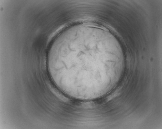 X0000079340446200612151912