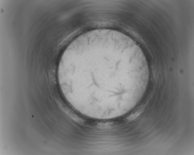 X0000079340450200612151912