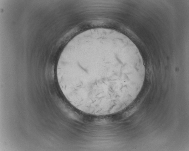 X0000079340454200612151912