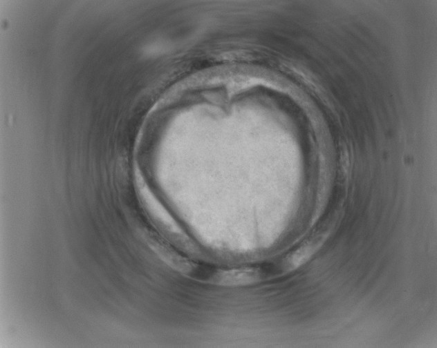 X0000079340461200612151912