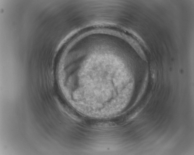 X0000079340488200612151911