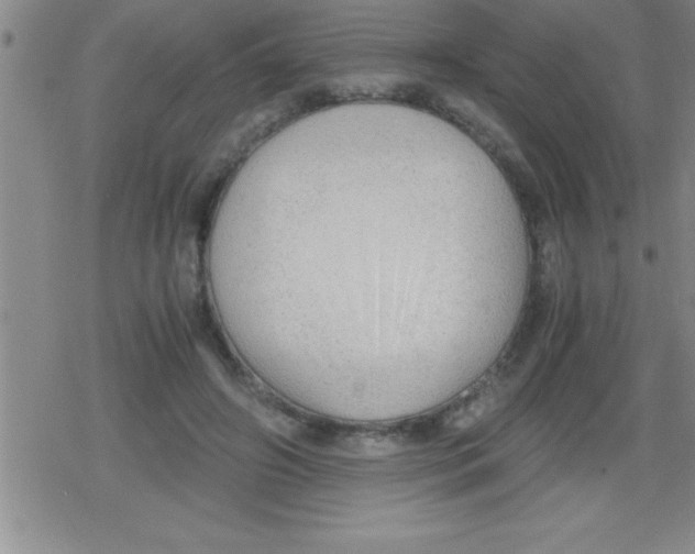 X0000079340498200612151911