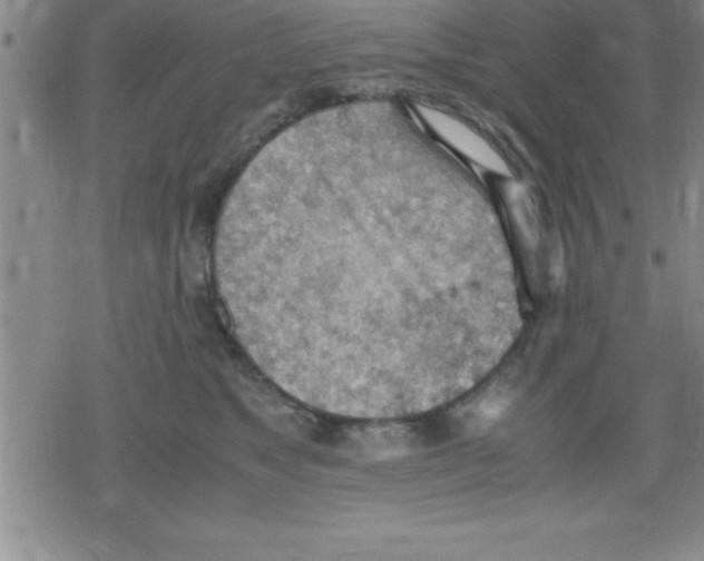 X0000079340517200612151911