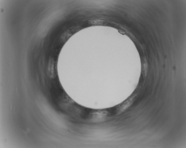 X0000079340525200612151911