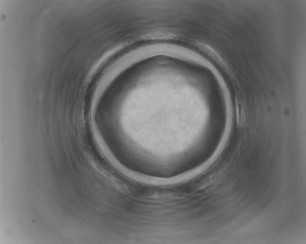 X0000079340531200612151910