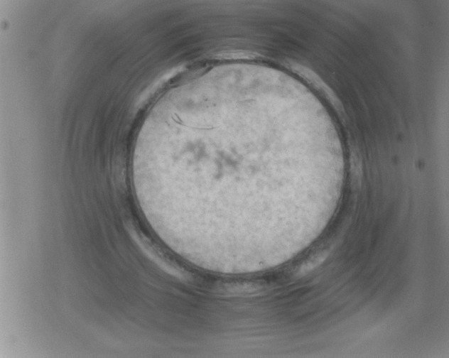 X0000079340533200612151910