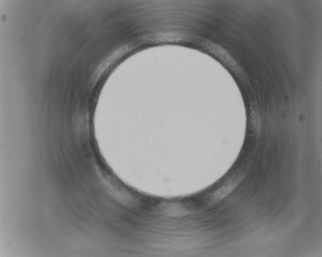 X0000079340534200612151910