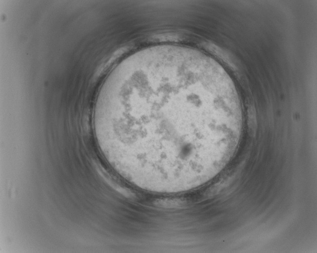 X0000079340537200612151910