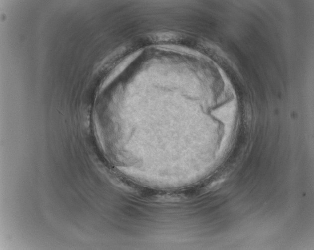 X0000079340545200612151910