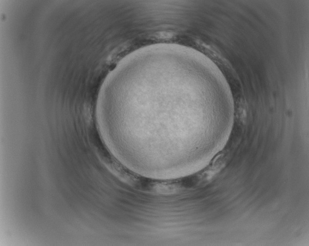 X0000079340568200612151911