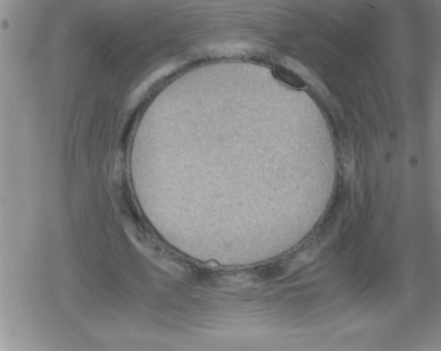 X0000079340583200612151910