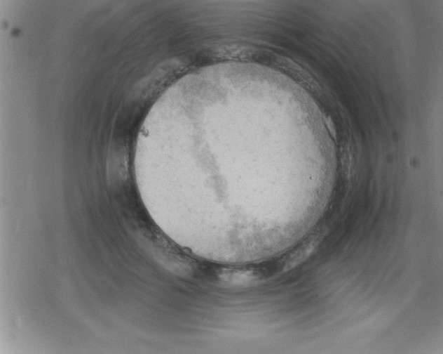 X0000079340602200612151909