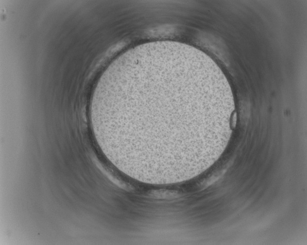 X0000079340633200612151908