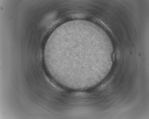 X0000079340637200612151909