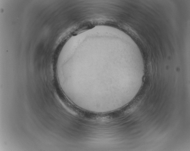 X0000079340638200612151909