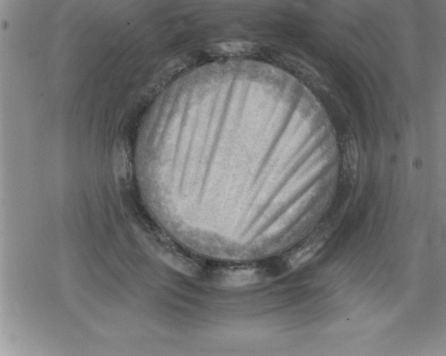 X0000079340651200612151909