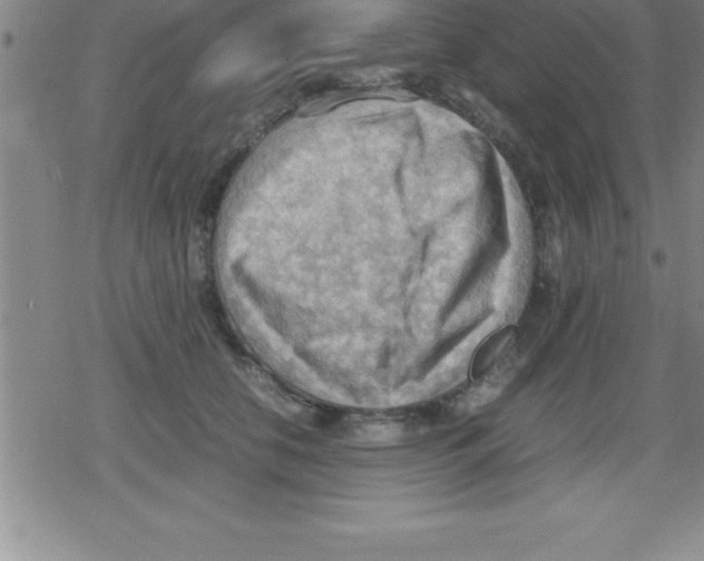 X0000079340658200612151909