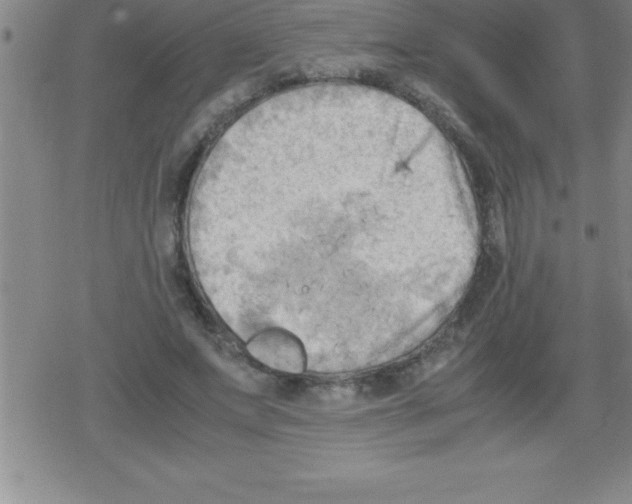 X0000079340687200612151908